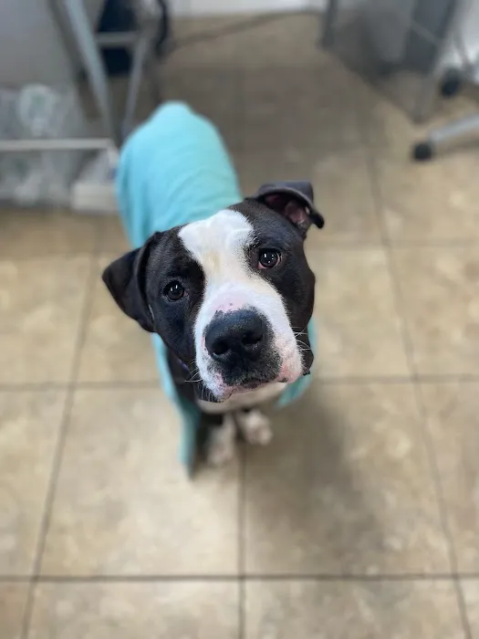 Shoreline Veterinary Hospital Picture 4