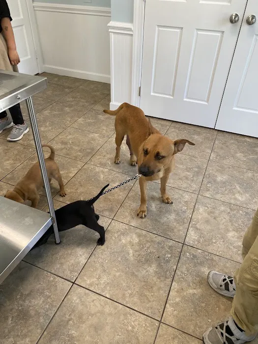Shoreline Veterinary Hospital Picture 5