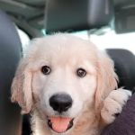 Animed Veterinary Hospital of Bell Fork