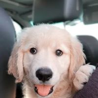 Animed Veterinary Hospital of Bell Fork ico