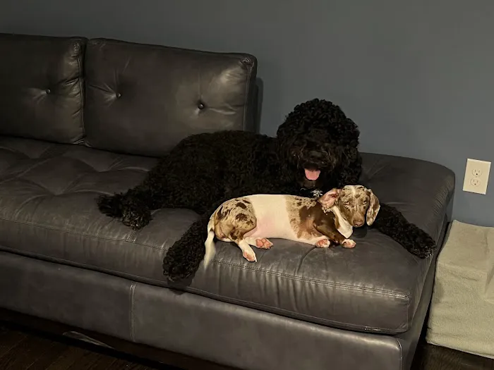 Adoption First Veterinary Clinic Picture 1