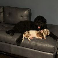 Adoption First Veterinary Clinic ico