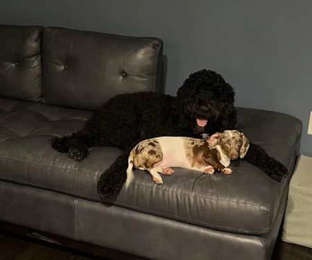 Adoption First Veterinary Clinic