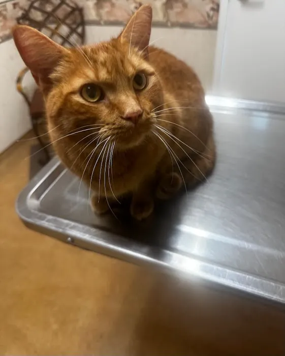 Armistead Avenue Veterinary Hospital Picture 4