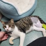 Freed Veterinary Hospital