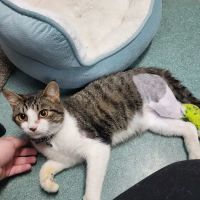 Freed Veterinary Hospital ico