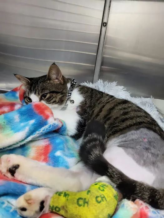 Freed Veterinary Hospital Picture 2