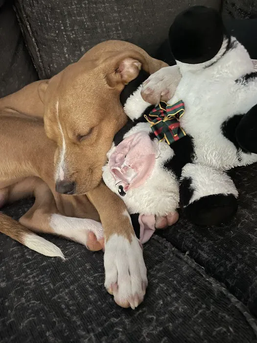 Freed Veterinary Hospital Picture 6