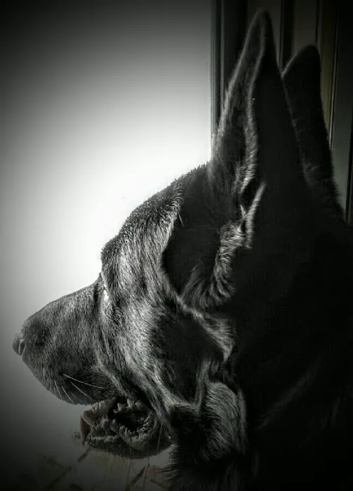 Freed Veterinary Hospital Picture 9