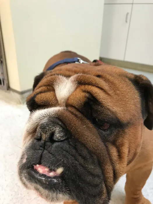 Magruder Tabb Animal Clinic Picture 4