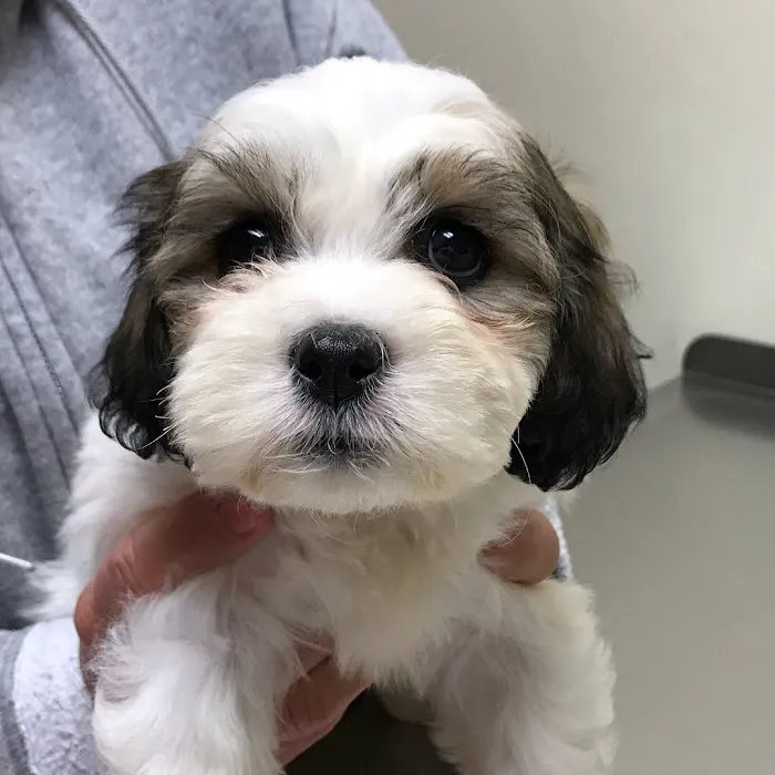 Magruder Tabb Animal Clinic Picture 8