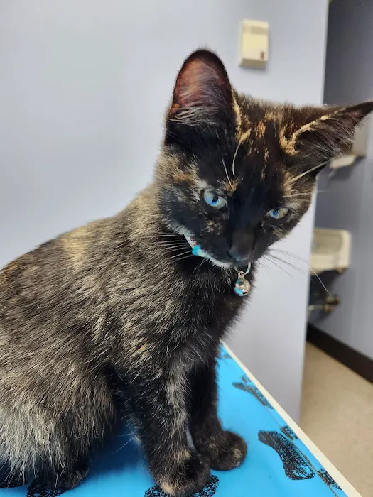 Tennessee Avenue Animal Hospital Picture 4