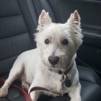 VCA College Hill Animal Hospital ico