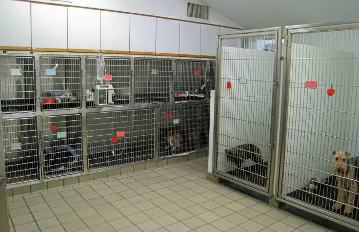 VCA College Hill Animal Hospital Picture 6