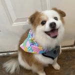 Grady Veterinary Hospital