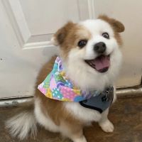 Grady Veterinary Hospital ico