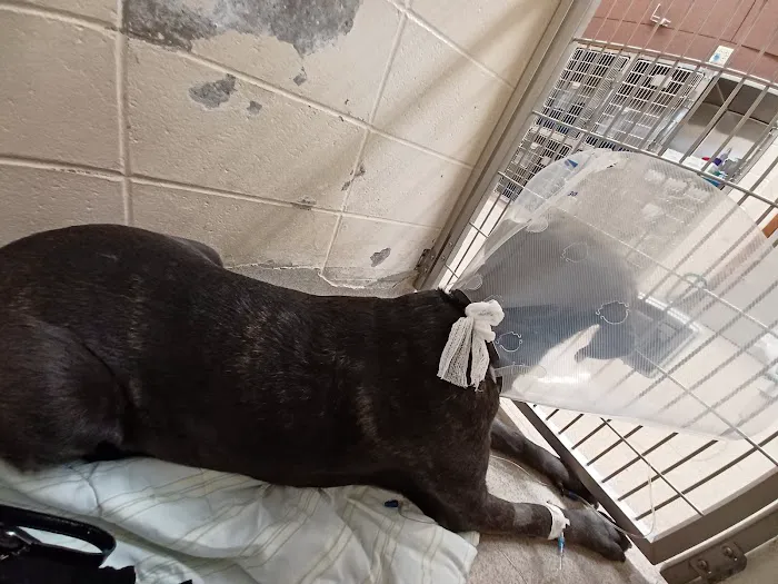 Grady Veterinary Hospital Picture 9