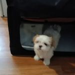 Vetco Vaccination Clinic