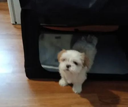 Vetco Vaccination Clinic
