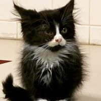 Animal Care Center of Forest Park ico