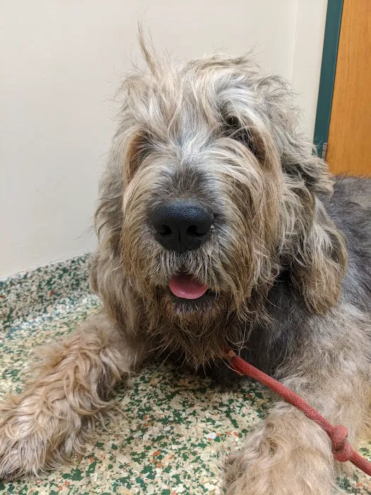 Animal Care Center of Forest Park Picture 5