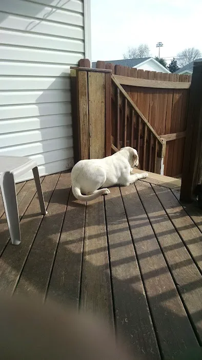 Dr D's For Dogs Picture 1