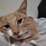All 4 Paws Inc