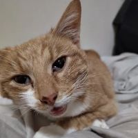 All 4 Paws Inc ico