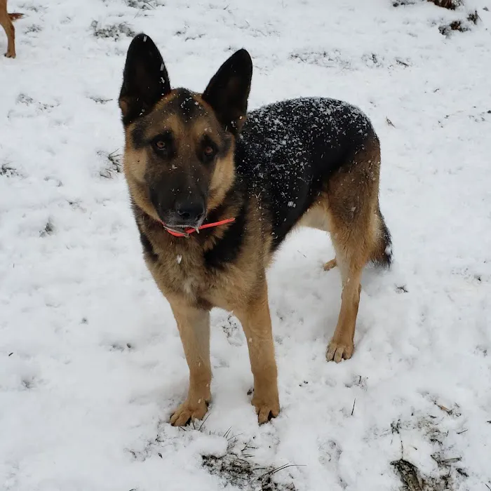 All 4 Paws Inc Picture 2