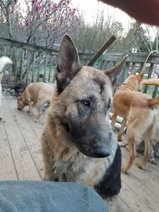 All 4 Paws Inc Picture 6