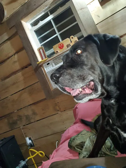 All 4 Paws Inc Picture 7