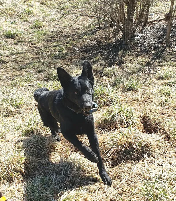 All 4 Paws Inc Picture 5