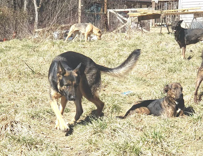 All 4 Paws Inc Picture 9