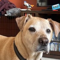 Commonwealth Veterinary Clinic ico