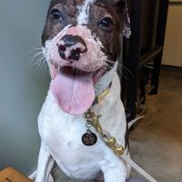Howell Avenue Pet Hospital ico