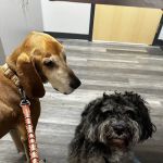 My Pet's Vet Florence