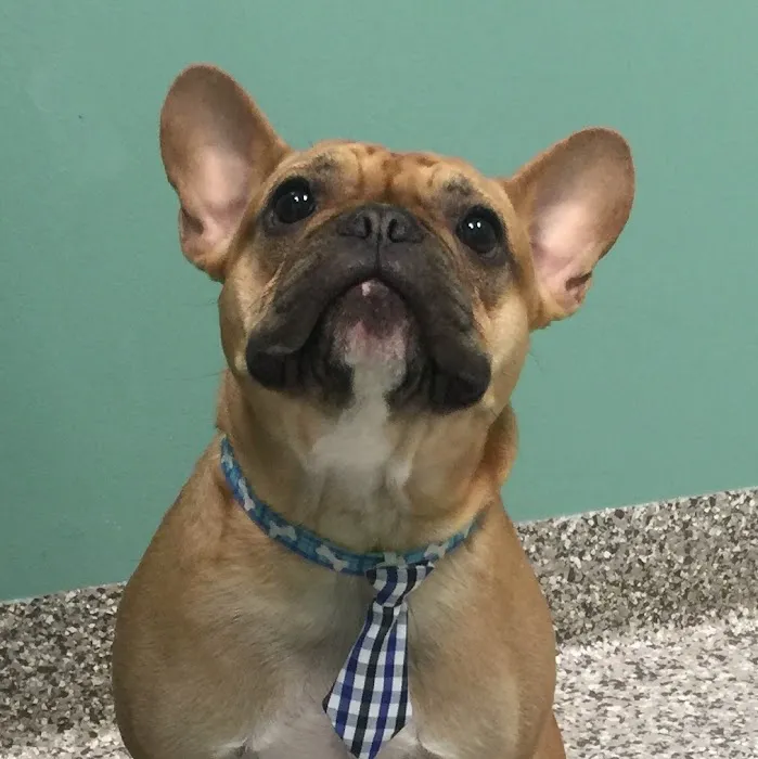 The Pet Wellness Group: Florence Picture 2