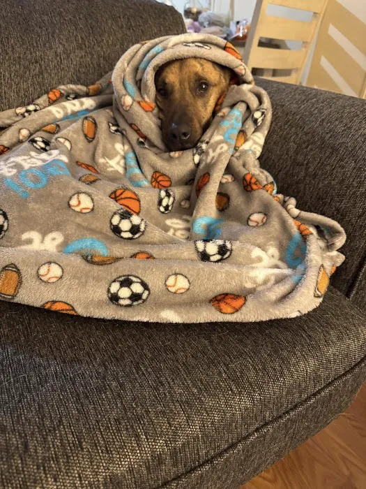 The Pet Wellness Group: Florence Picture 6