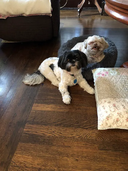 The Pet Wellness Group: Florence Picture 10