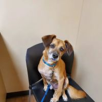 Noah's Ark Animal Clinic of Florence ico
