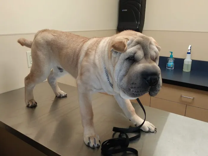 Noah's Ark Animal Clinic of Florence Picture 4