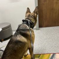PetVet365 Pet Hospital Florence ico