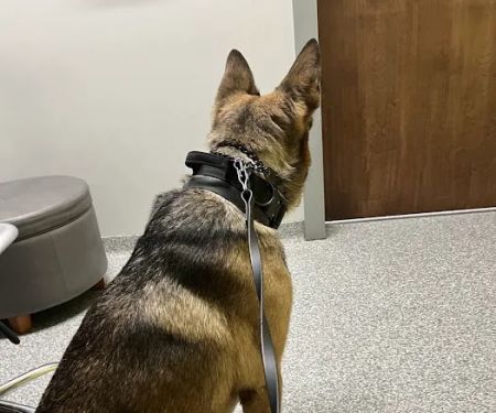 PetVet365 Pet Hospital Florence