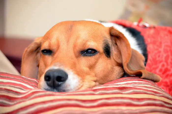 Banfield Pet Hospital Picture 6