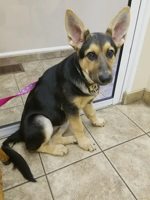 Brinker Animal Hospital Picture 3