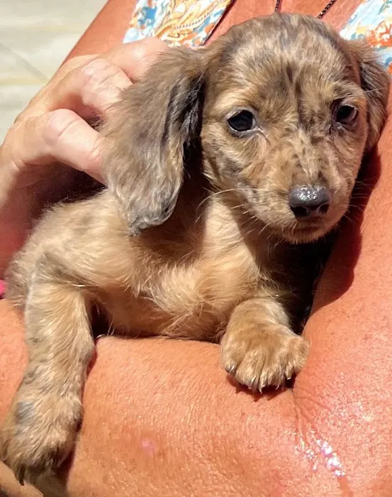 Brinker Animal Hospital Picture 1
