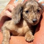 Brinker Animal Hospital