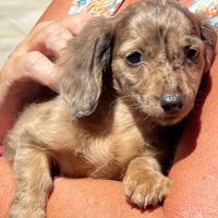 Brinker Animal Hospital ico