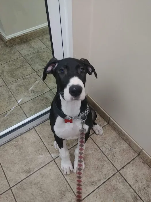 Brinker Animal Hospital Picture 8