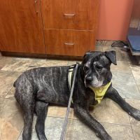 Brighton Animal Clinic ico